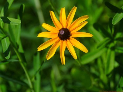 Rudbeckia_mis_2018_VIS_P1730394_c.jpg