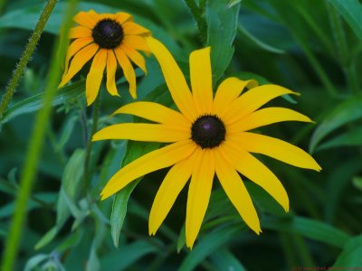 Rudbeckia_mis_2018_VIS_P1730464_c.jpg