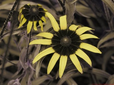 Rudbeckia_mis_2018_UV_P1730444_c.jpg