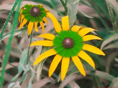 Rudbeckia_mis_2018_BU_P1730448_c.jpg