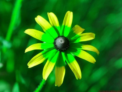 Rudbeckia_mis2_2018_BV_P1730523_c.jpg