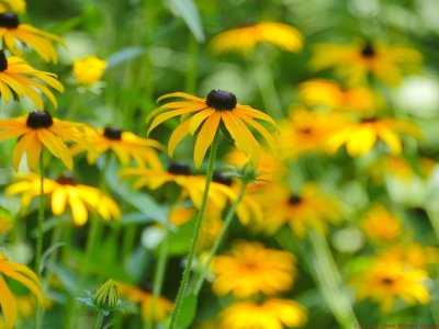 Rudbeckia_ful_2018_VIS_P1740172_c.jpg