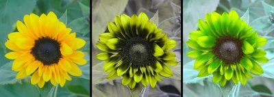 Sunflower_VISUVBV_P1740454c_c.jpg