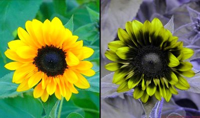 Sunflower_VISUV_3a_c.jpg