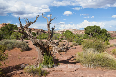  Canyonlands NP overlook #2, UT