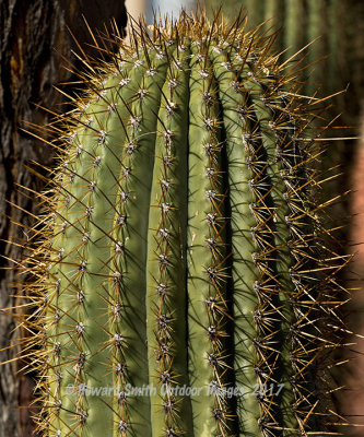 Saquaro, AZ