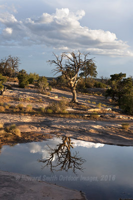 Tree & reflection, Canyonlands NP, UT