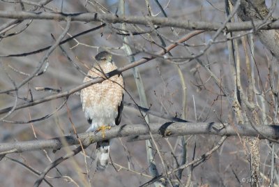 pervier de Cooper (Cooper's hawk)