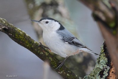 Sittelle  poitrine blanche (White-breasted nuthatch)