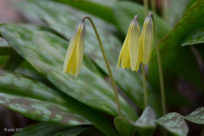 Erythrone d'Amrique (Yellow trout lily)