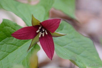 Trille rouge (Red trillium)