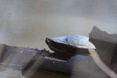 Tortue peinte (Painted turtle)