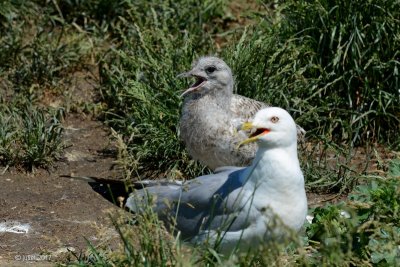 Goéland à bec cerclé (Ring-billed gull)