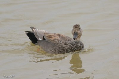 Canard chipeau (Gadwall)