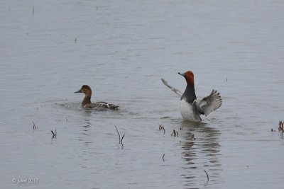 Fuligule à tête rouge (Redhead)