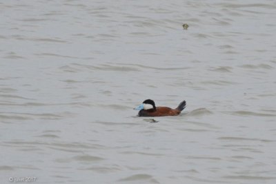 rismature rousse  (Ruddy duck)