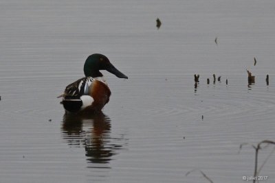 Canard souchet (Northern shoveler)