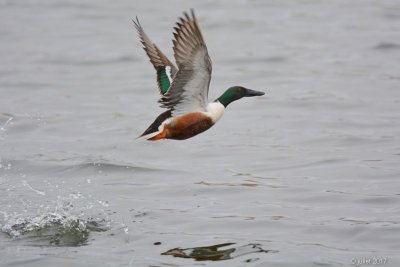 Canard souchet (Northern shoveler)