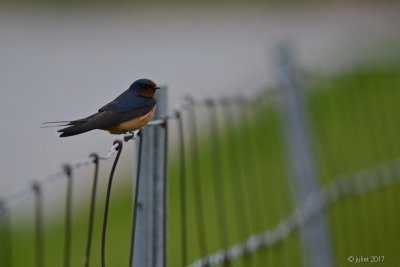 Hirondelle rustique (Barn swallow)