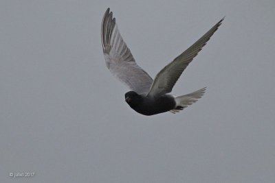 Guifette noire (Black tern)