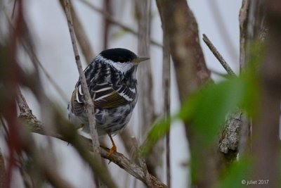 Paruline raye (Blackpoll warbler)