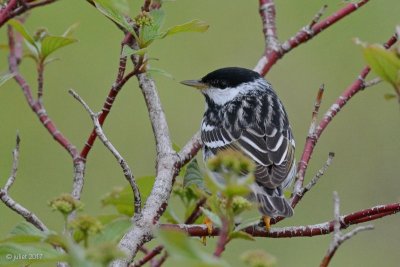 Paruline raye (Blackpoll warbler)