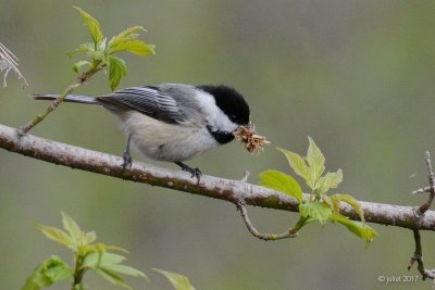 Mésange à tête noire (Black-capped chickadee)