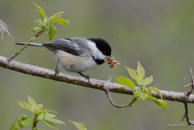 Msange  tte noire (Black-capped chickadee)