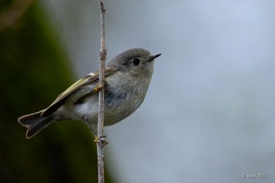 Roitelet  couronne dore (Ruby-crowned kinglet)