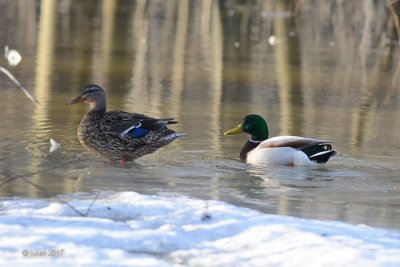 Canard Colvert (Mallard)