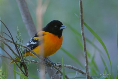 Oriole de Baltimore (Baltimore oriole)