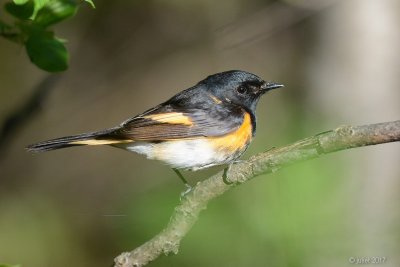 Paruline flamboyante (American redstart)