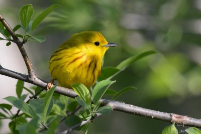 Paruline jaune (Yellow warbler)