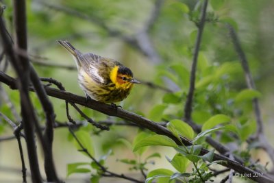 Paruline tigre (Cape May warbler)