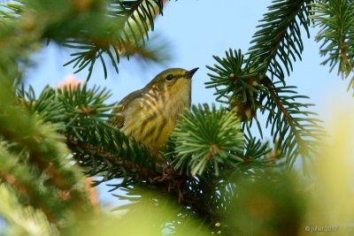 Paruline tigrée (Cape May Warbler)