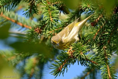 Paruline tigrée (Cape May Warbler)