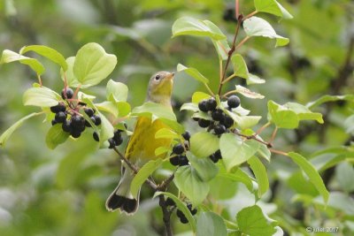Paruline  tte cendre (Magnolia warbler)