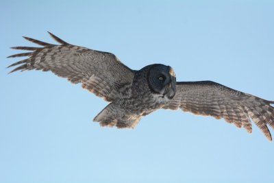 Chouette lapone (Great gray owl)