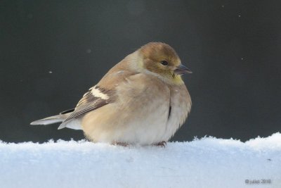 Chardonneret jaune (American goldfinch)