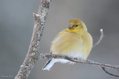 Chardonneret jaune (American goldfinch)