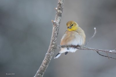 Chardonneret jaune (American goldfinch)