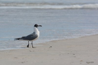 Mouette atricille (Laughing gull)