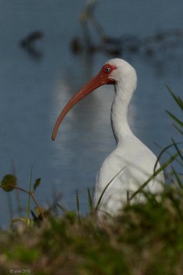 Ibis blanc (White ibis)