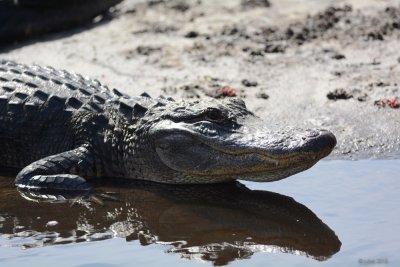 Alligator d'Amrique (American alligator )