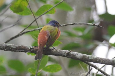 Passerin nonpareil (Painted bunting)