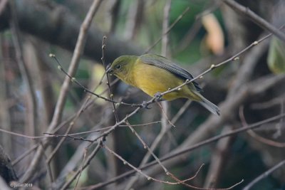 Passerin nonpareil (Painted bunting)