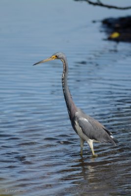 Aigrette tricolore (Tricolored Heron)