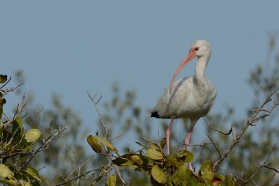 Ibis blanc (White ibis)