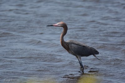 Aigrette rousstre (Reddish egret)