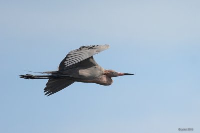 Aigrette rousstre (Reddish egret)